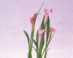 Tapeta Nature Flowers 196.jpg